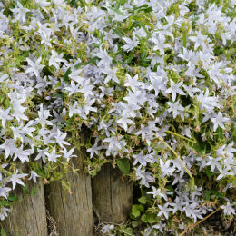 campanula poscharskyana alba